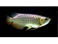 chili-red-arowana-for-sale-care-pricing-buying-guide-small-0