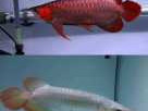 chili-red-arowana-for-sale-care-pricing-buying-guide
