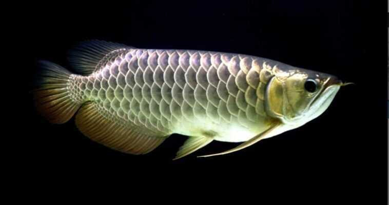 chili-red-arowana-for-sale-care-pricing-buying-guide-big-0
