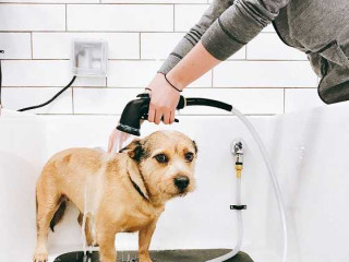 gentle-care-and-comfort-focused-pet-bath