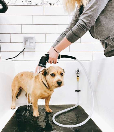 gentle-care-and-comfort-focused-pet-bath-big-0