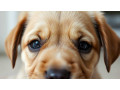 why-does-my-dog-have-eye-boogers-small-0