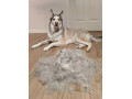 top-rated-dog-groomers-oviedo-small-0