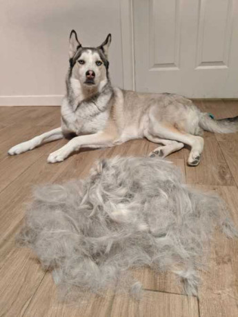 top-rated-dog-groomers-oviedo-big-0