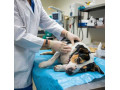 gentle-pet-passages-small-0