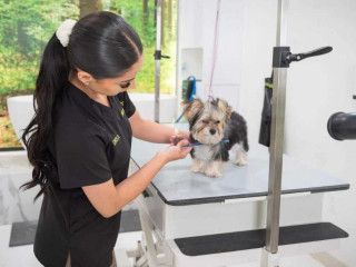 discover-the-best-pet-grooming-store-in-north-hollywood-usa