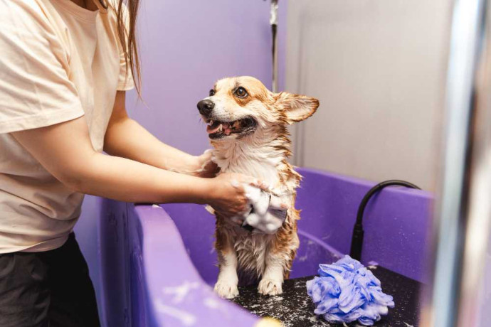 best-mobile-dog-washing-services-in-fort-worth-tx-big-0