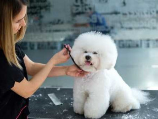 trusted-dog-groom-care-seminole