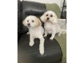 professional-pet-groomer-in-aliso-viejo-small-0
