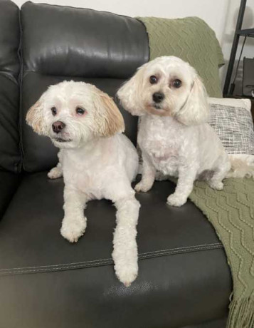 professional-pet-groomer-in-aliso-viejo-big-0