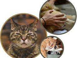 mobile-dog-euthanasia-san-antonio