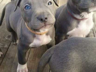 darlene-white-pet-store