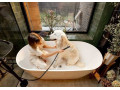 gentle-and-refreshing-dog-baths-in-semin-small-0