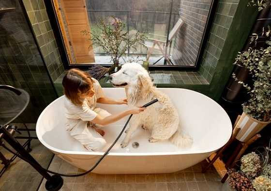 gentle-and-refreshing-dog-baths-in-semin-big-0