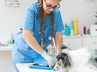 save-time-mobile-pet-groomers-fort-worth
