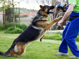 dog-trainer-in-north-austin-tailored-t