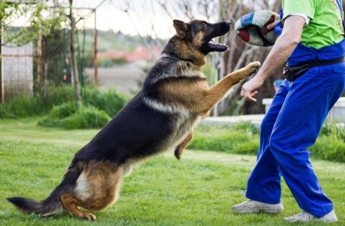 dog-trainer-in-north-austin-tailored-t-big-0