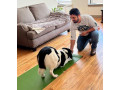 dog-training-for-reactive-dogs-small-0