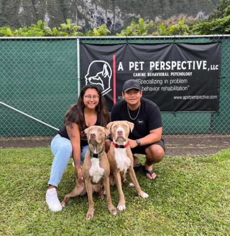 dog-training-hawaii-big-0