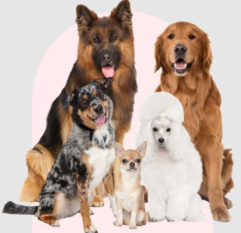 best-dog-daycare-in-milwaukee-pet-u-big-0