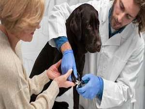 dog-nail-trimming-in-fort-worth-tx