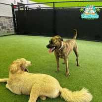 dog-boarding-in-carrollton-paw-oasis-big-0