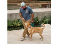 dog-obedience-training-san-antonio-tx-small-0