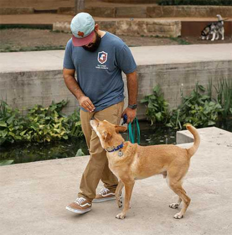 dog-obedience-training-san-antonio-tx-big-0