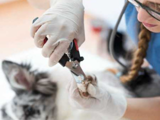 dog-nail-clipping-service-fort-worth-tx-no-more-bleeding