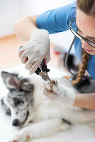 dog-nail-clipping-service-fort-worth-tx-no-more-bleeding-big-0