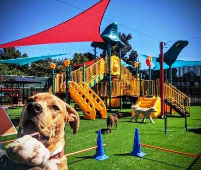 dog-training-grooming-services-big-0