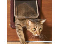 easy-pet-access-with-expert-pet-door-installation-small-0