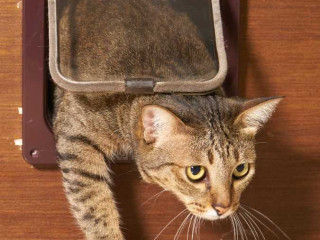 easy-pet-access-with-expert-pet-door-installation