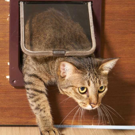 easy-pet-access-with-expert-pet-door-installation-big-0