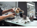 woof-woof-pet-resort-small-0