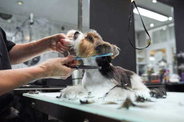 woof-woof-pet-resort-big-0