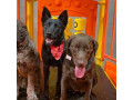 top-dog-day-camp-near-me-south-park-adventureland-small-0