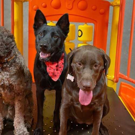 top-dog-day-camp-near-me-south-park-adventureland-big-0