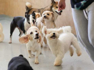 dog-grooming-in-miami-doggies-gone-wild