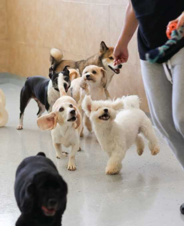 dog-grooming-in-miami-doggies-gone-wild-big-0