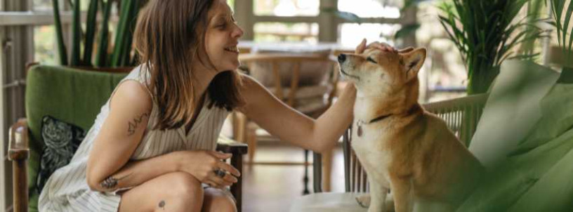 top-pet-friendly-hotels-a-guide-to-comfort-and-services-for-big-0