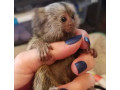 tiny-treasure-baby-marmoset-small-0