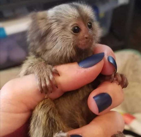 tiny-treasure-baby-marmoset-big-0