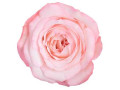 get-blue-glitter-rose-from-whole-blossoms-small-0