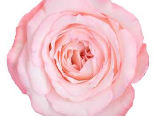 get-blue-glitter-rose-from-whole-blossoms