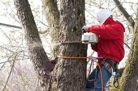 transparent-tree-removal-cost-in-bergen-county-nj-big-0