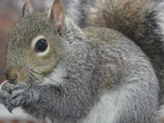 squirrel-control-in-bergen-county-nj