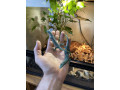 emerald-tree-monitors-small-0