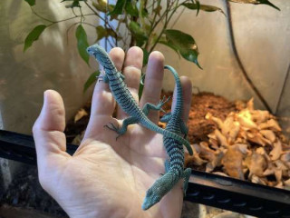 emerald-tree-monitors