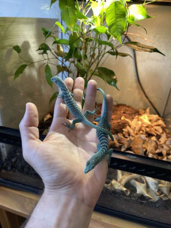 emerald-tree-monitors-big-0